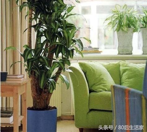 客廳植物 單數